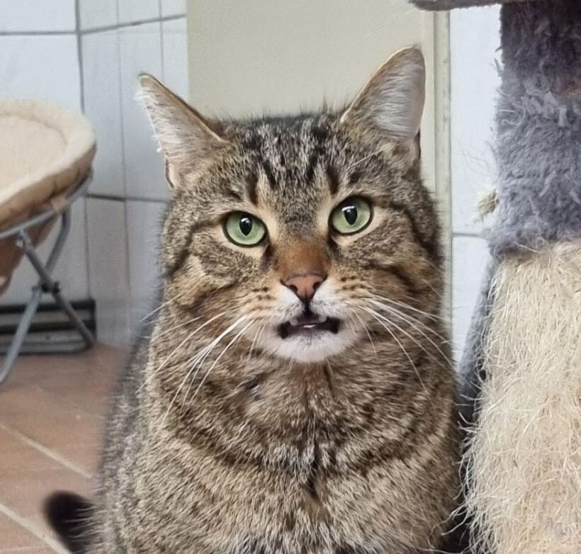 Friedrich, ca. 3 Jahre Friedrich, ca. 3 Jahre