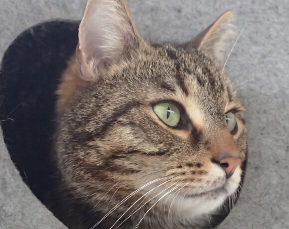 Friedrich, ca. 3 Jahre