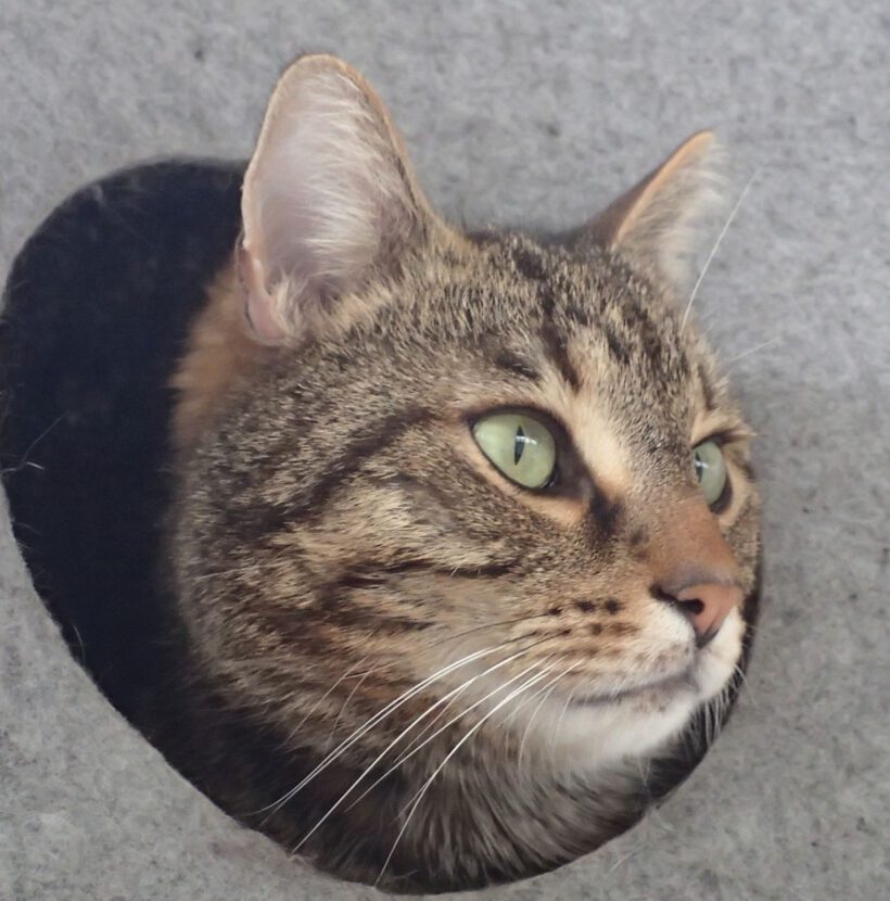 Friedrich, ca. 3 Jahre