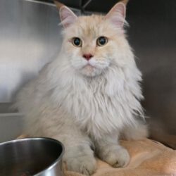 Kater in Ribbesbüttel gefunden