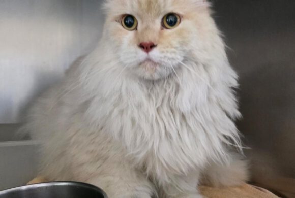 Kater in Ribbesbüttel gefunden