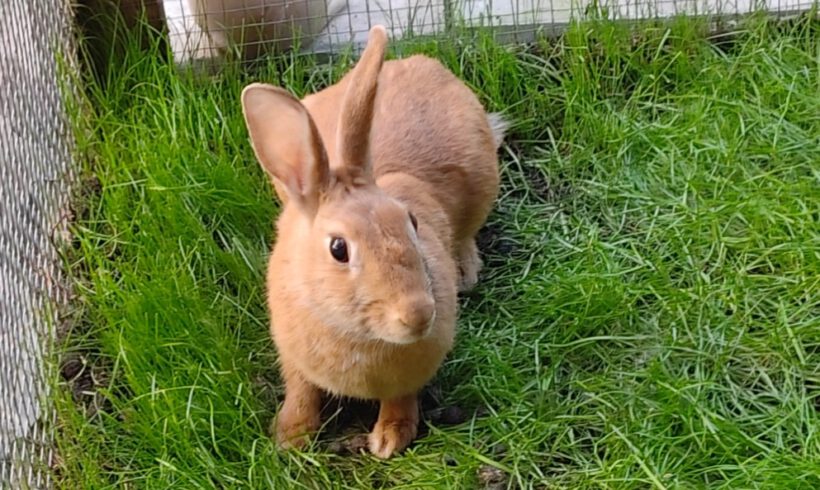 Hazel