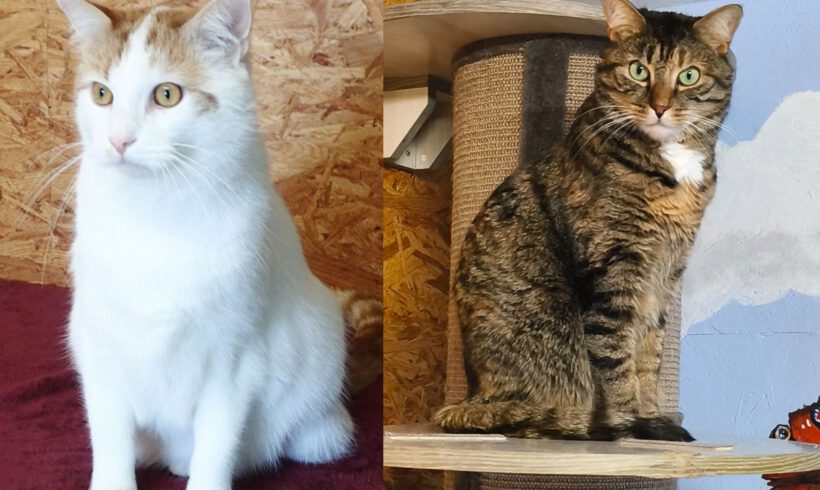 Jackson & Quinny, ca. 5 Jahre