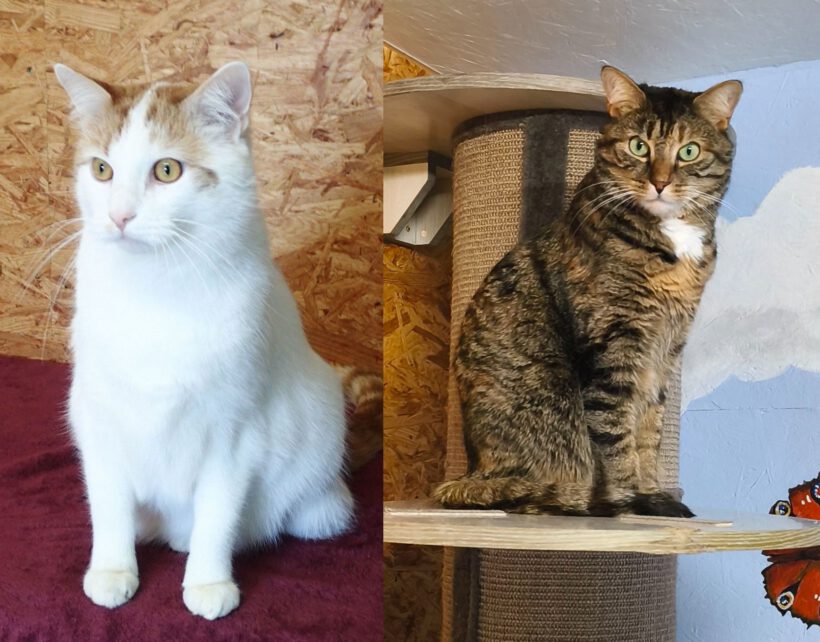 Jackson & Quinny, ca. 5 Jahre