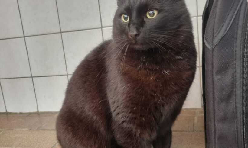Mr. Keddy, ca. 5 Jahre