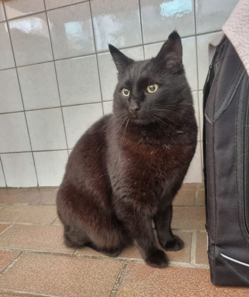 Mr. Keddy, ca. 5 Jahre