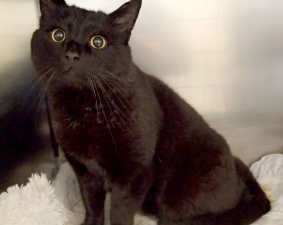 Mr. Keddy, ca. 5 Jahre