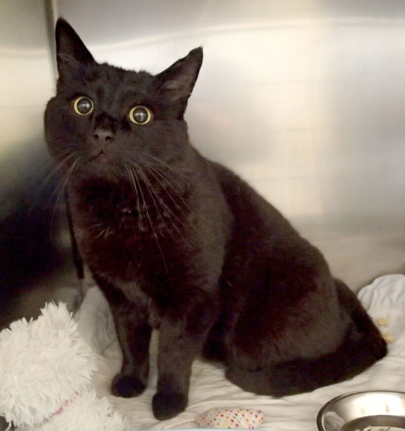 Mr. Keddy, ca. 5 Jahre