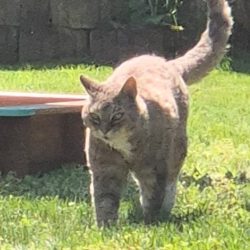 Leo in Meinersen vermisst