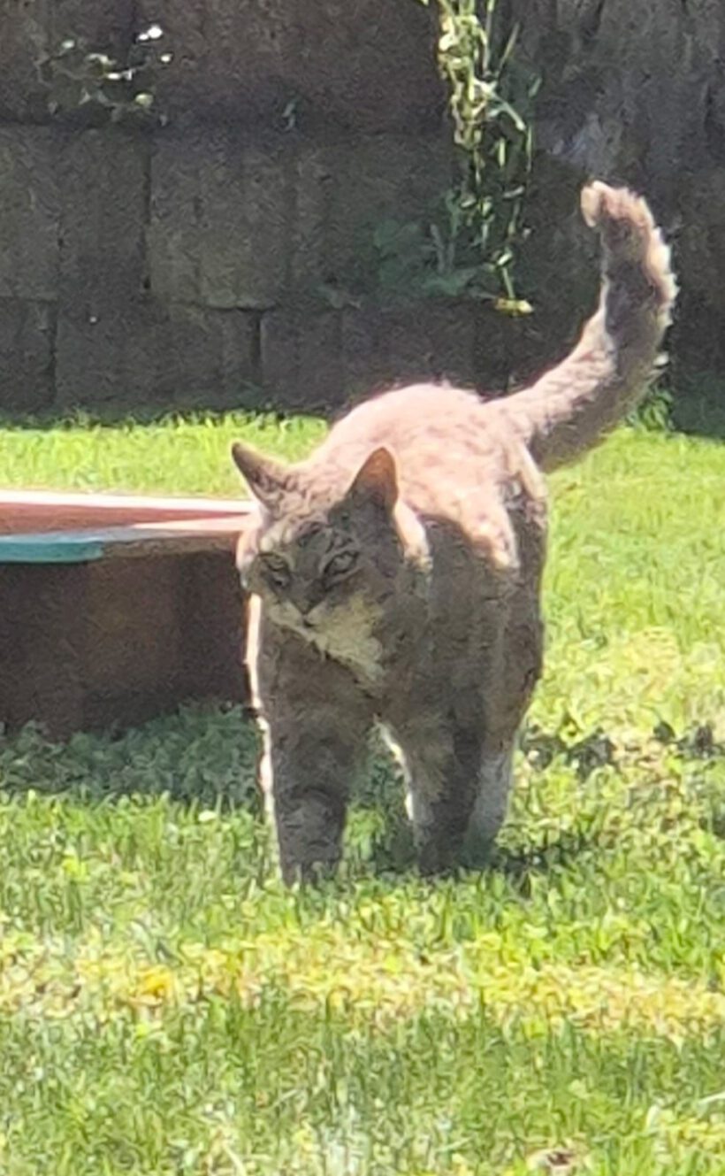 Leo in Meinersen vermisst