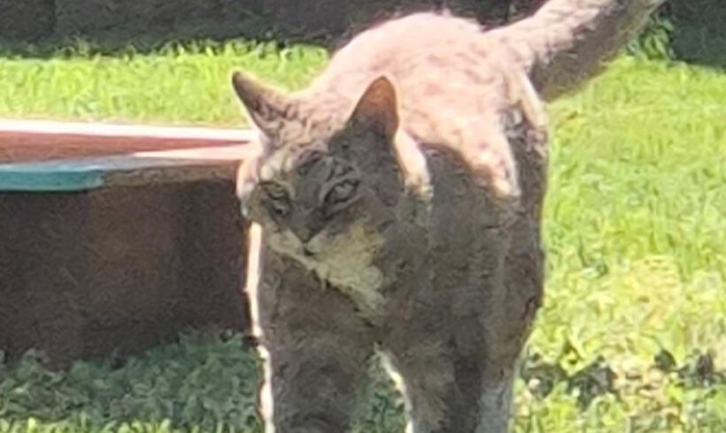 Leo in Meinersen vermisst