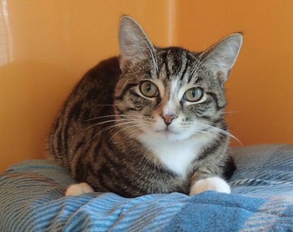 Makis, ca. 8 Monate Makis, ca. 8 Monate