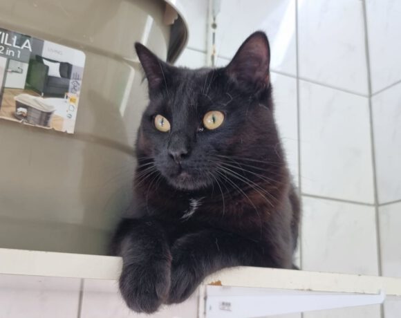 Simba, ca. 1 Jahr