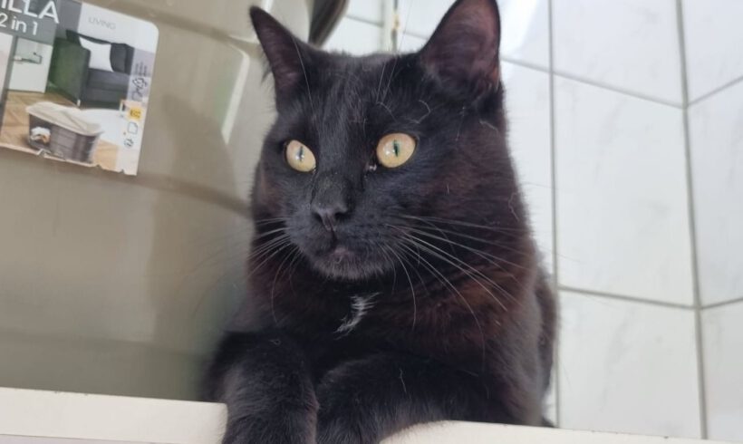Simba, ca. 1 Jahr