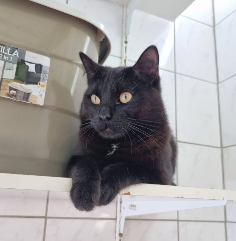 Simba, ca. 1 Jahr