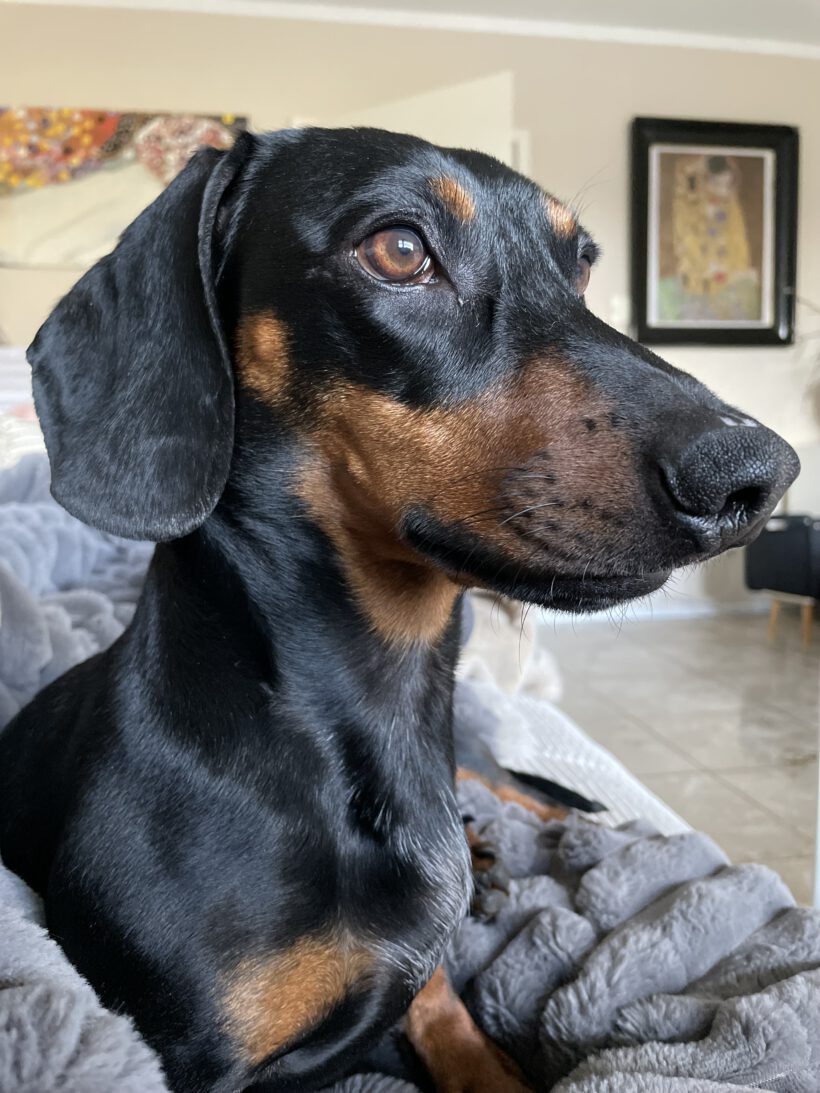 Willi
