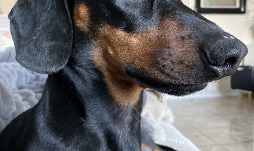 Willi