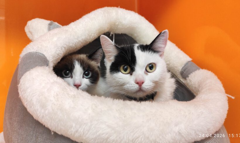 Brötchen & Muffin, ca. 4 Jahre