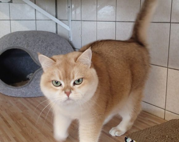Chanel, ca. 8 Jahre Chanel, ca. 8 Jahre
