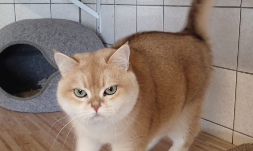 Chanel, ca. 8 Jahre