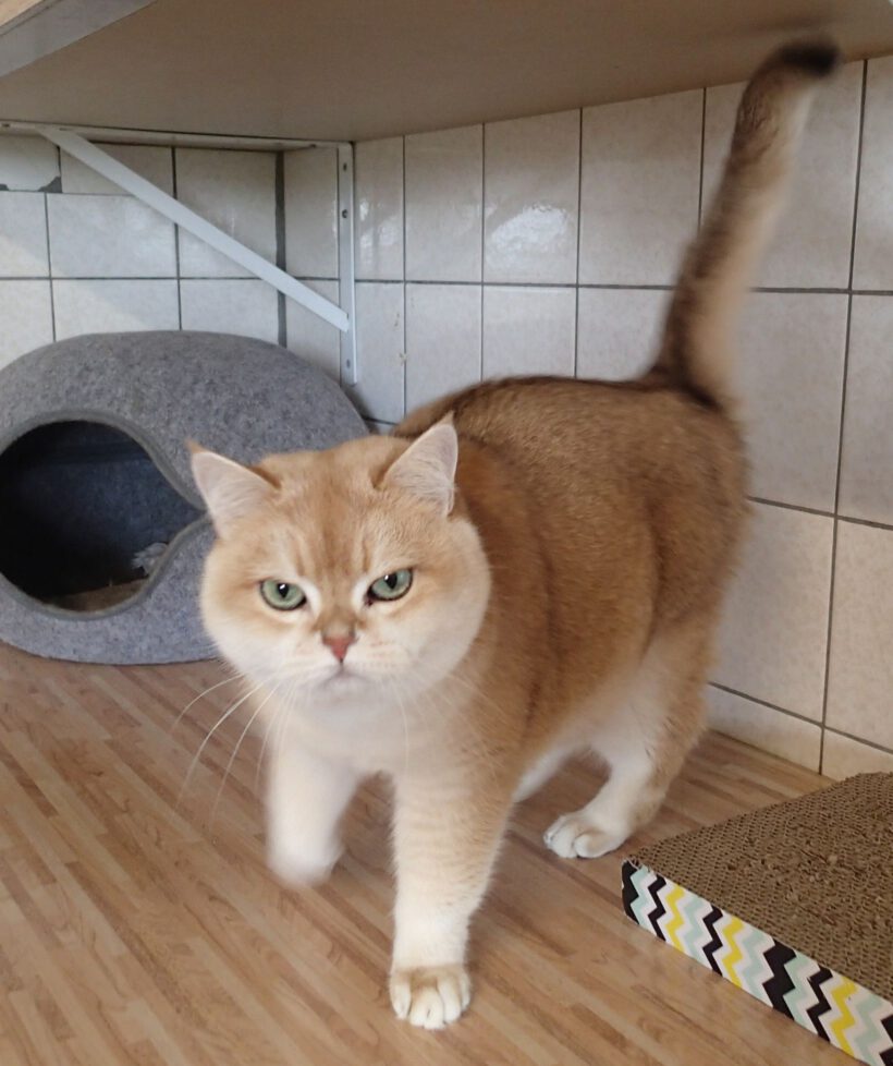 Chanel, ca. 8 Jahre