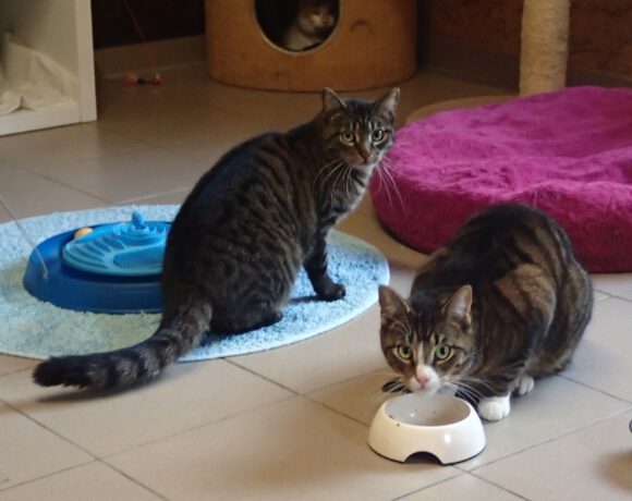 Chiron & Chase, ca. 1,5 Jahre Chiron & Chase, ca. 1,5 Jahre