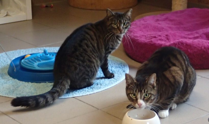 Chiron & Chase, ca. 1,5 Jahre