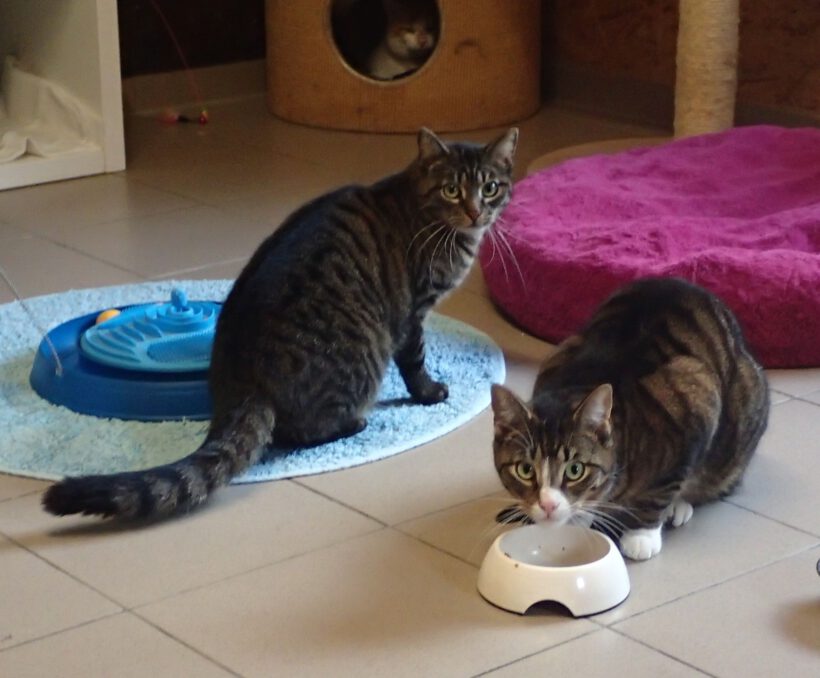 Chiron & Chase, ca. 1,5 Jahre