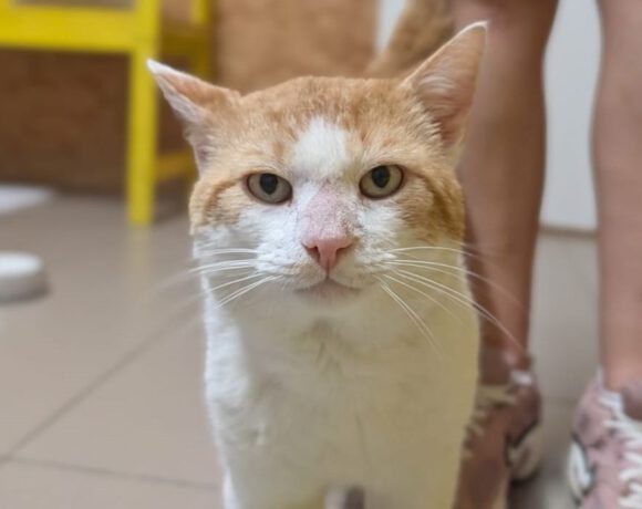 Findus, ca. 4 Jahre