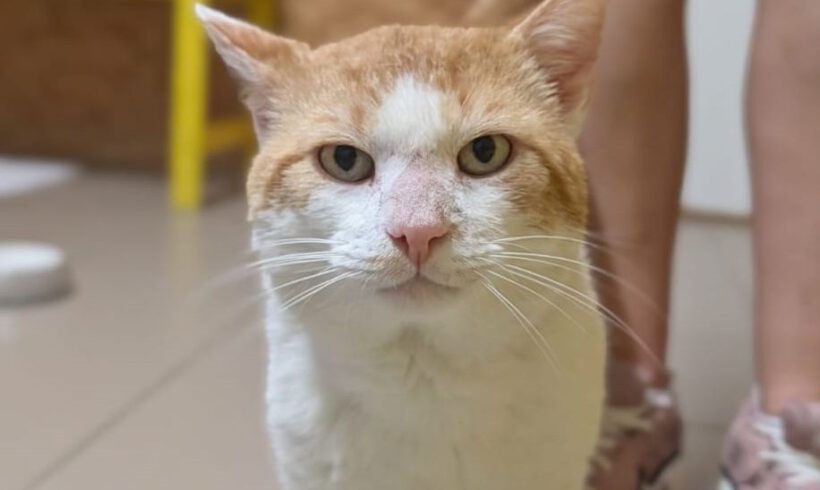 Findus, ca. 4 Jahre