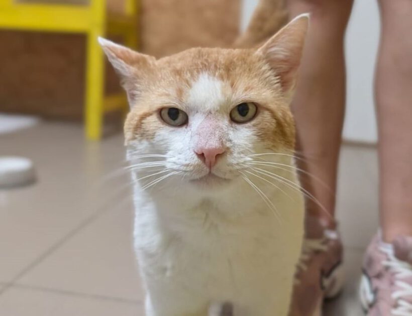 Findus, ca. 4 Jahre Findus, ca. 4 Jahre