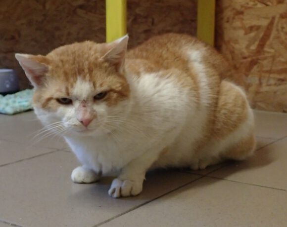 Findus, ca. 4 Jahre