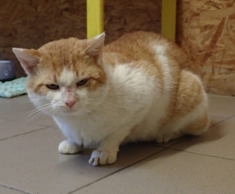 Findus, ca. 4 Jahre Findus, ca. 4 Jahre