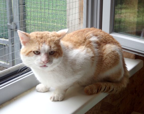 Findus, ca. 4 Jahre Findus, ca. 4 Jahre
