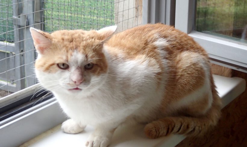 Findus, ca. 4 Jahre