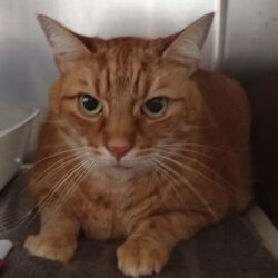 Kater in Gifhorn gefunden