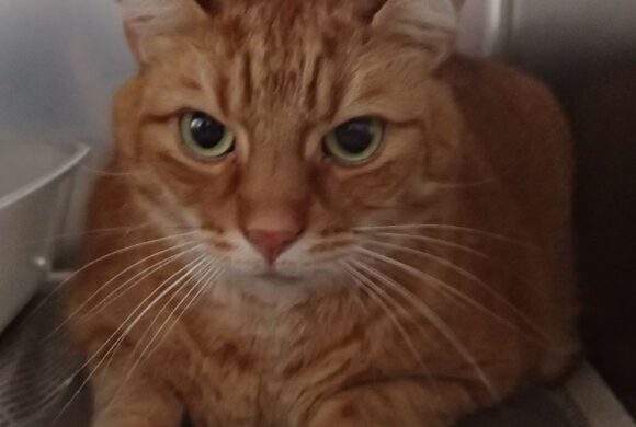 Kater in Gifhorn gefunden