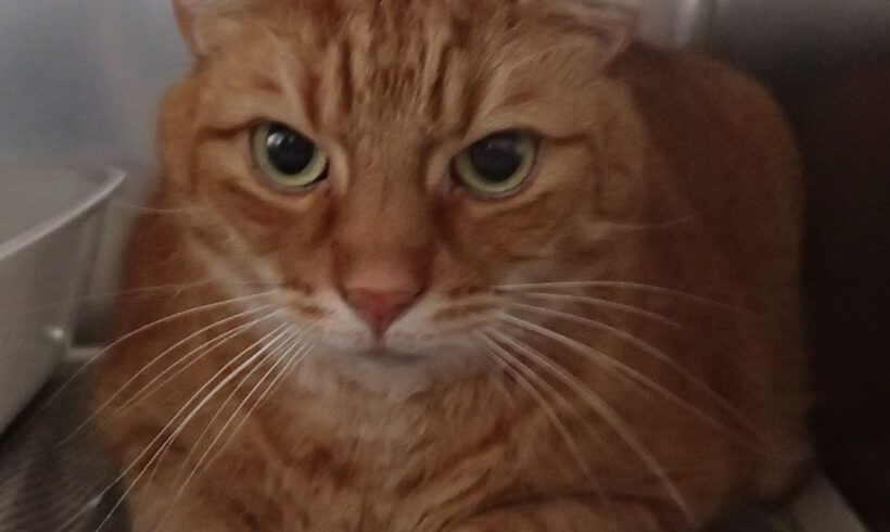 Kater in Gifhorn gefunden