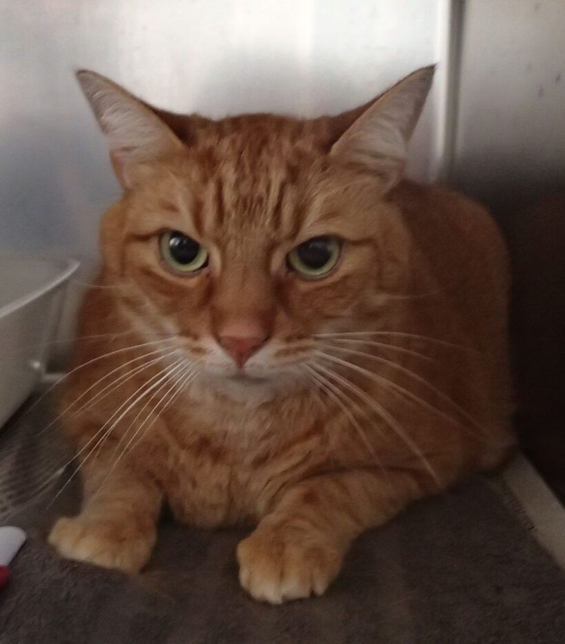 Kater in Gifhorn gefunden