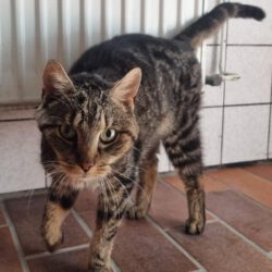 Katze in Calberlah gefunden