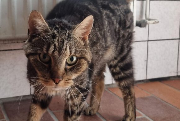 Katze in Calberlah gefunden