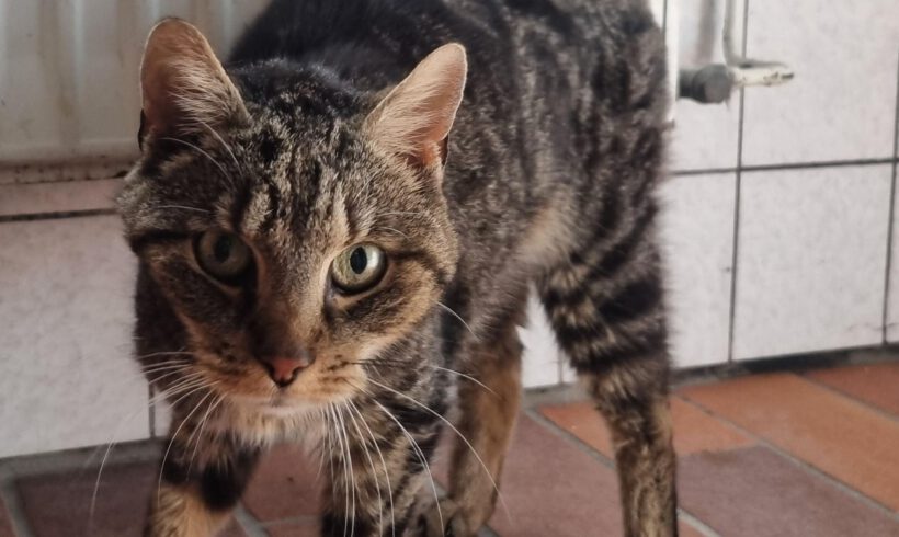 Katze in Calberlah gefunden