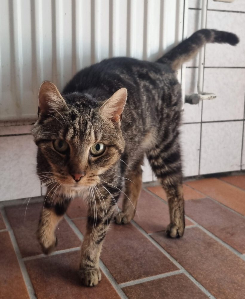 Katze in Calberlah gefunden