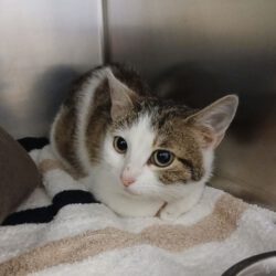Katze in Gifhorn gefunden