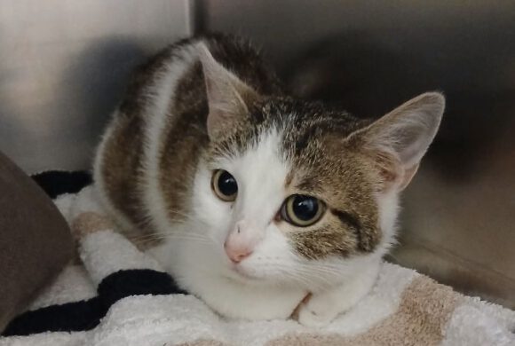 Katze in Gifhorn gefunden