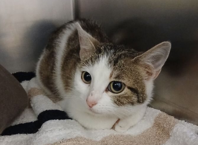 Katze in Gifhorn gefunden