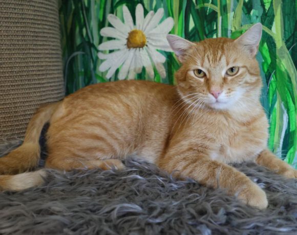 Möhrchen, ca. 6 Jahre