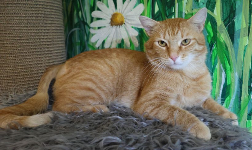 Möhrchen, ca. 6 Jahre (reserviert)