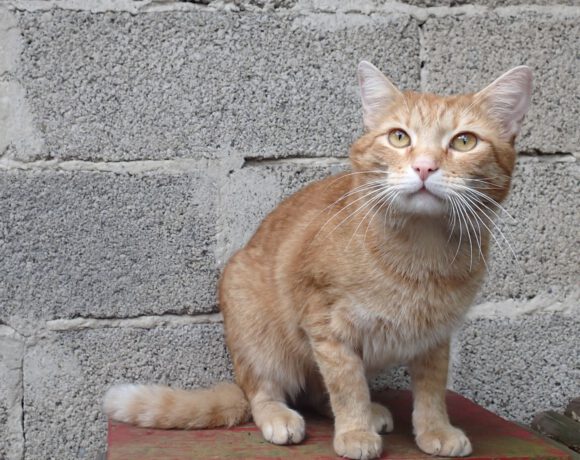 Möhrchen, ca. 6 Jahre