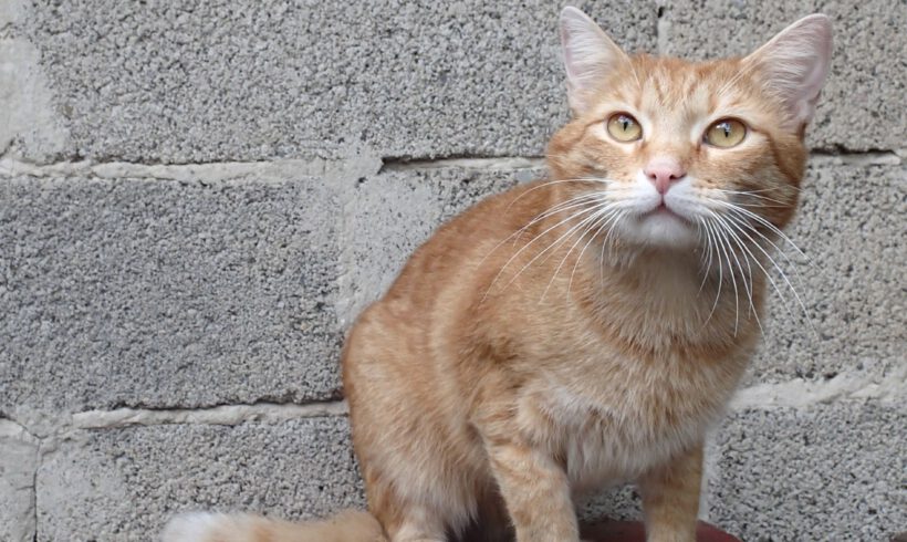 Möhrchen, ca. 6 Jahre
